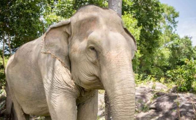 Samujana Supports the Gentle Giants at Samui Elephant Haven