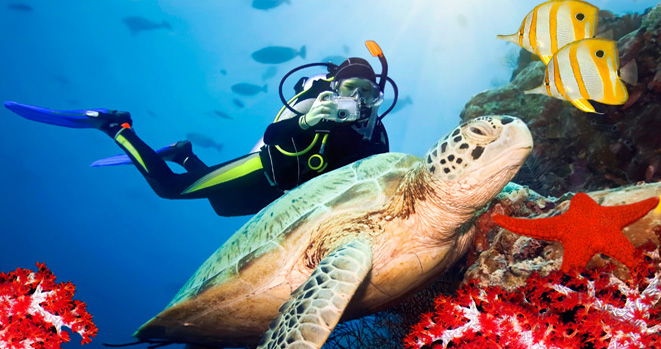 Diving at Koh Samui