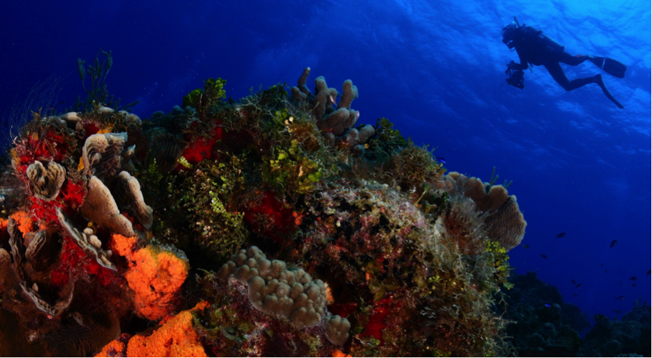 Thailand Scuba Diving Holidays: The Best Dive Sites