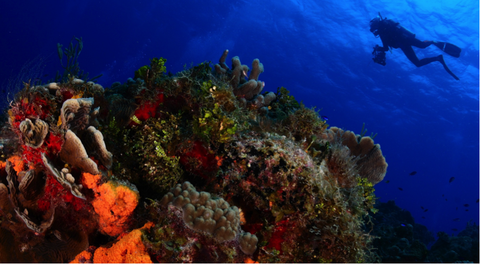 Thailand Scuba Diving Holidays: The Best Dive Sites - Samujana