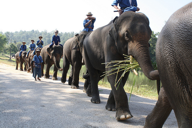 Image of Elephants